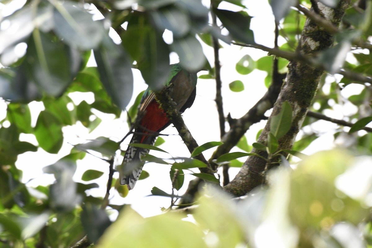 Resplendent Quetzal - ML627225766