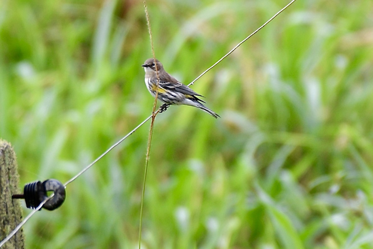 Yellow-rumped Warbler - ML627225825
