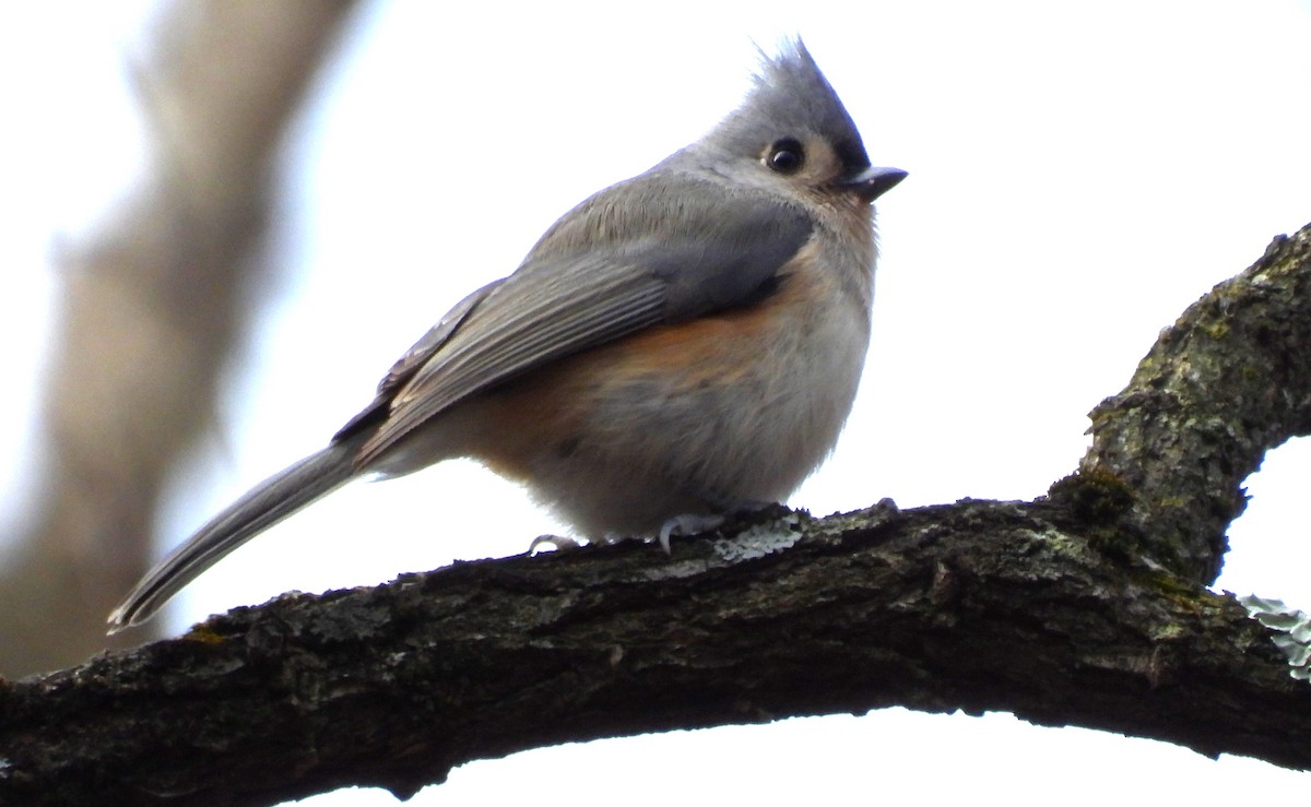 Tufted Titmouse - ML627225899