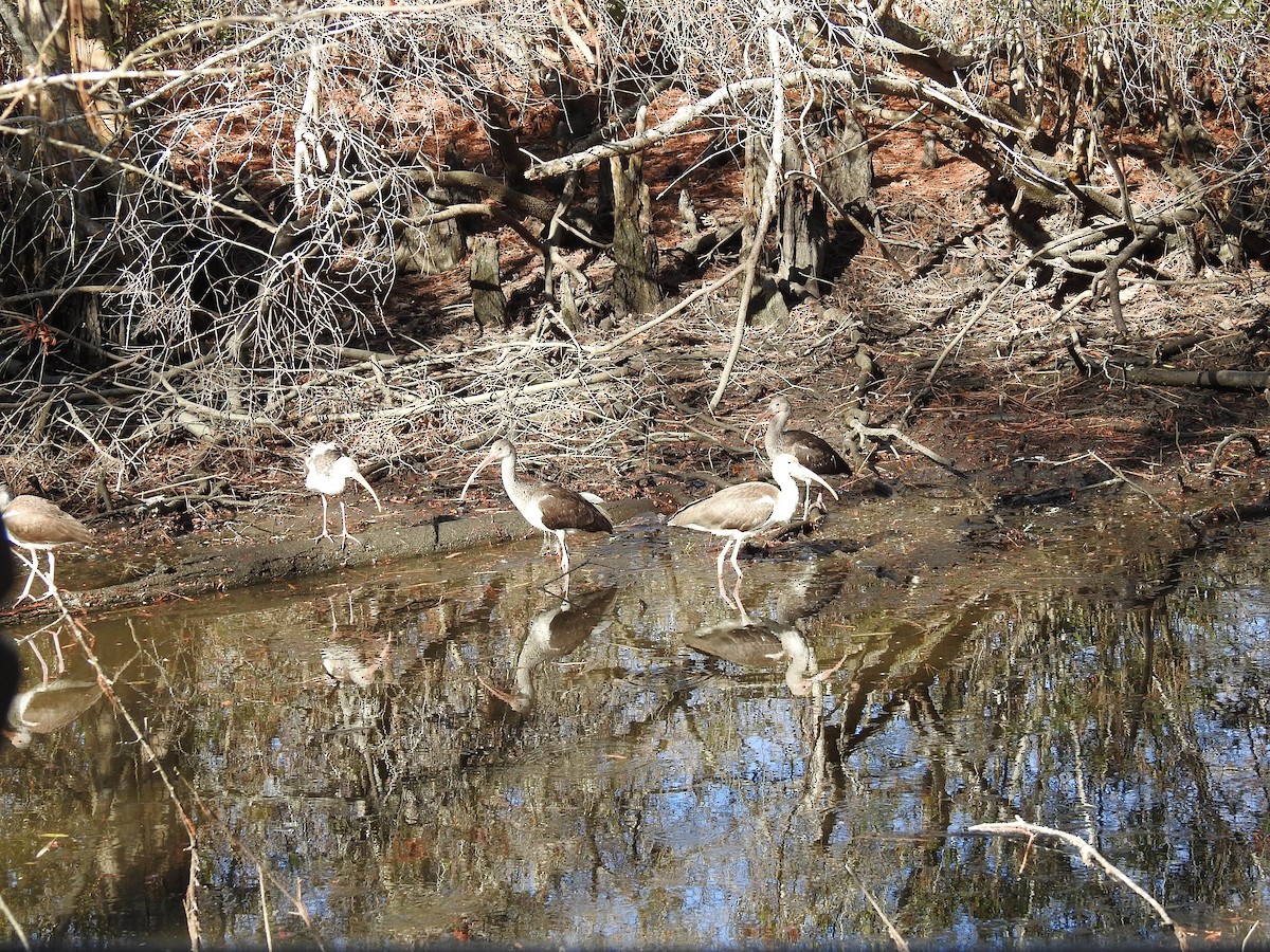 White Ibis - ML627226179