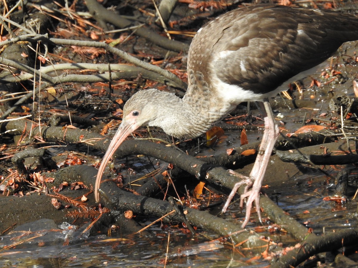 White Ibis - ML627226181