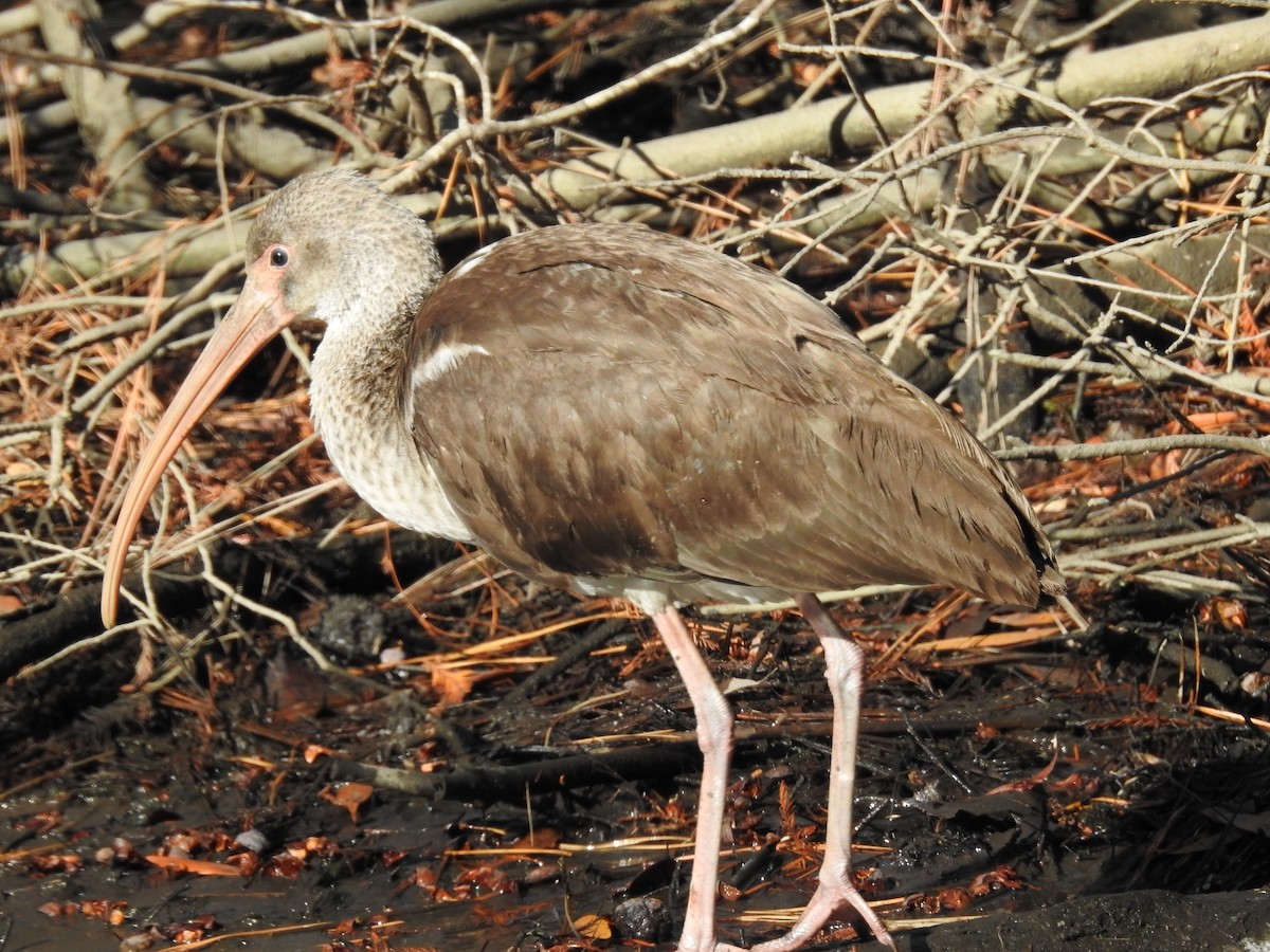 White Ibis - ML627226182