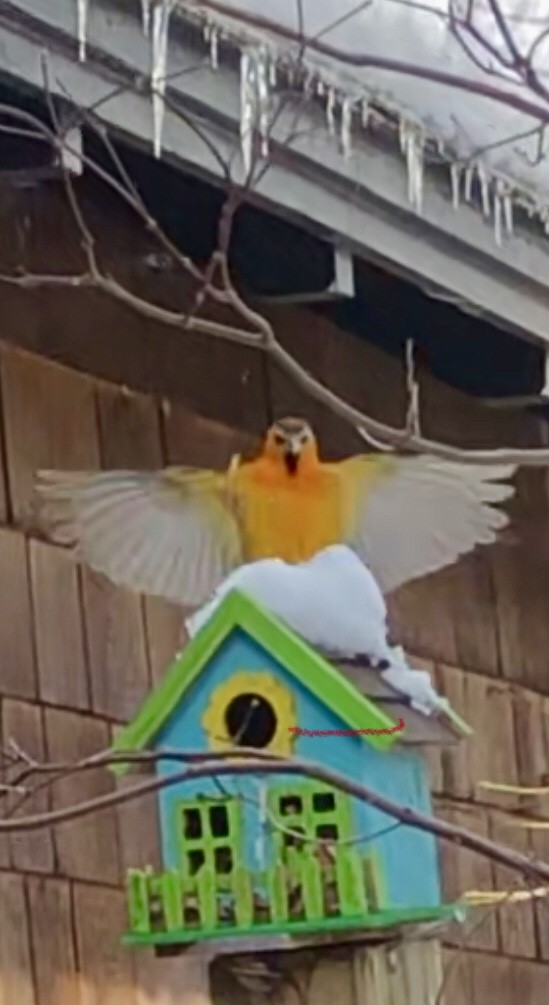 Bullock's Oriole - ML627226503