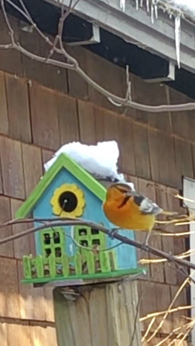 Bullock's Oriole - ML627226505