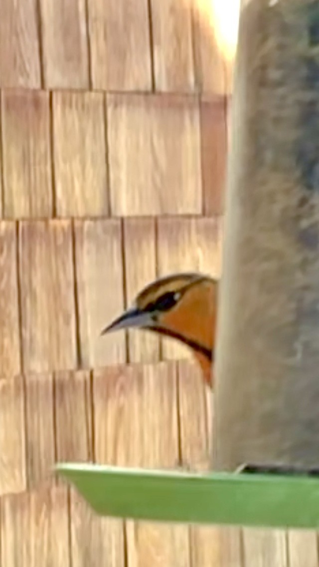 Bullock's Oriole - ML627226506