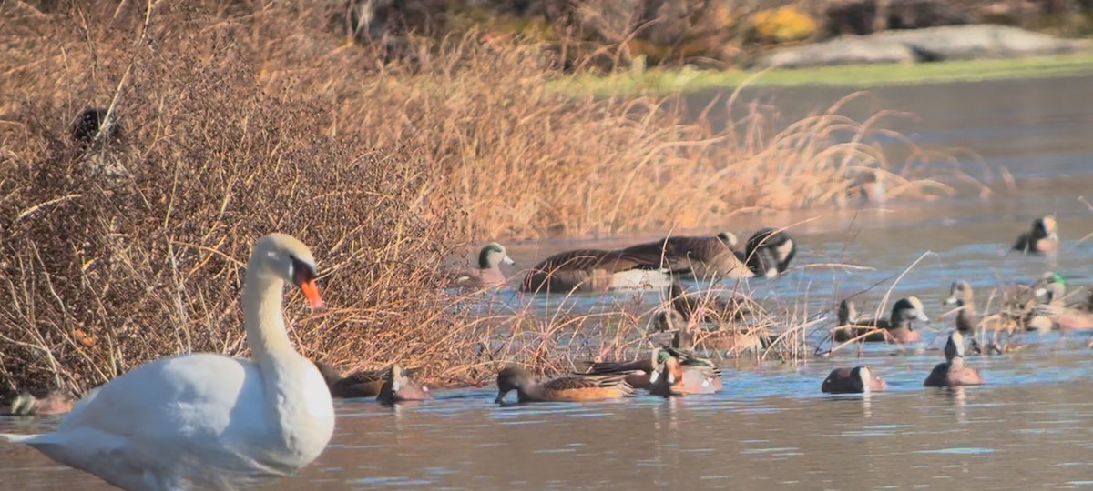 赤頸鴨 - ML627226510