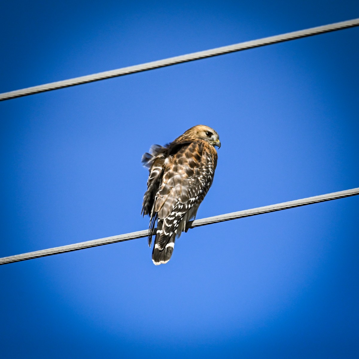 Red-shouldered Hawk (lineatus Group) - ML627226588