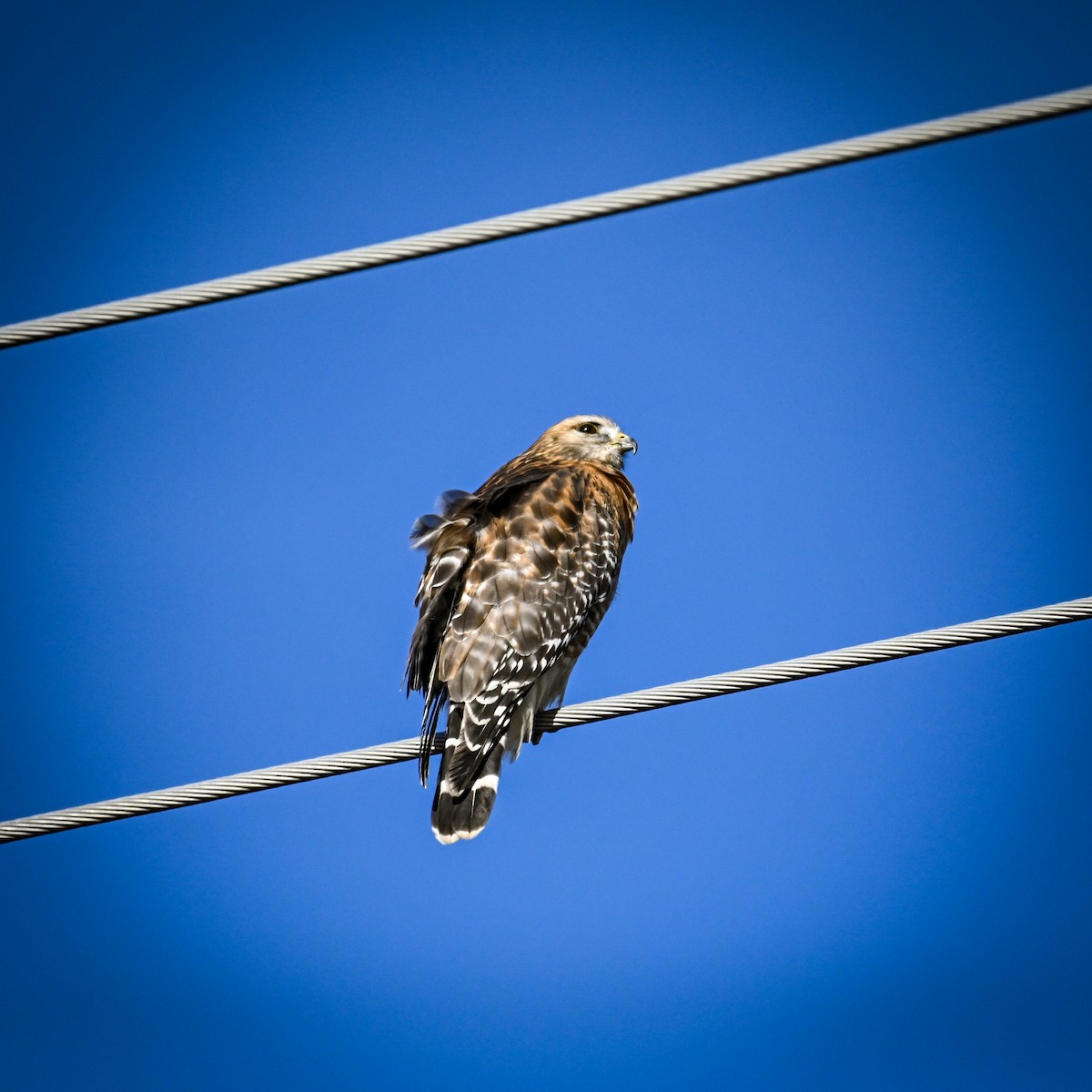 Red-shouldered Hawk (lineatus Group) - ML627226589