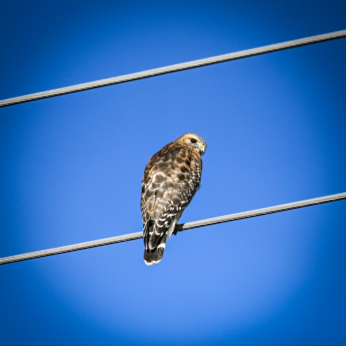 Red-shouldered Hawk (lineatus Group) - ML627226590