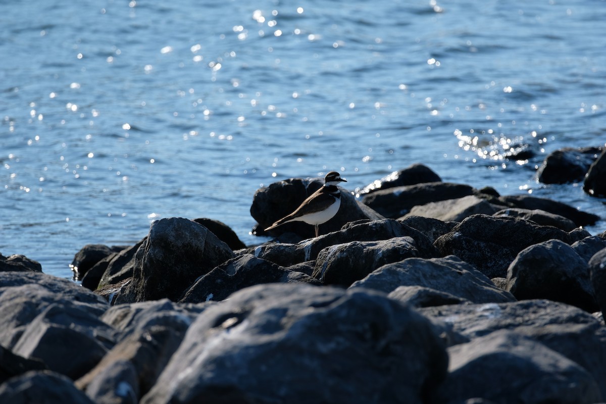 Killdeer - ML627226621