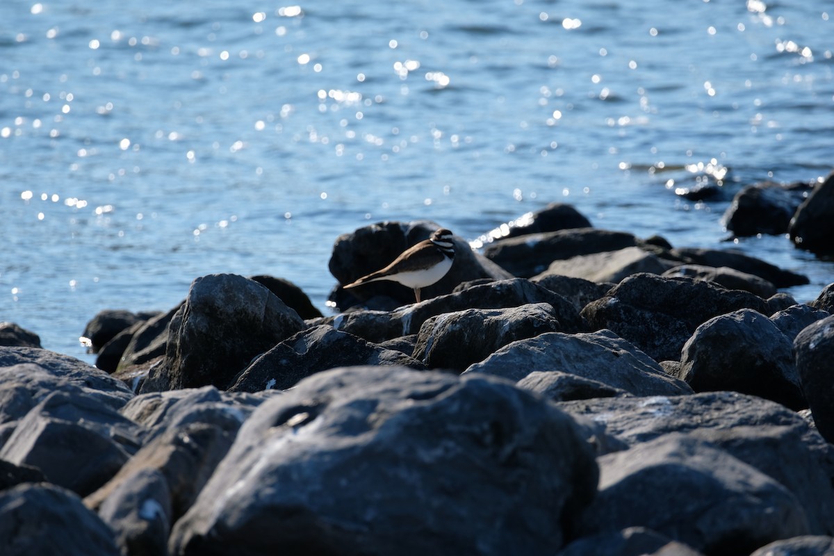 Killdeer - ML627226622