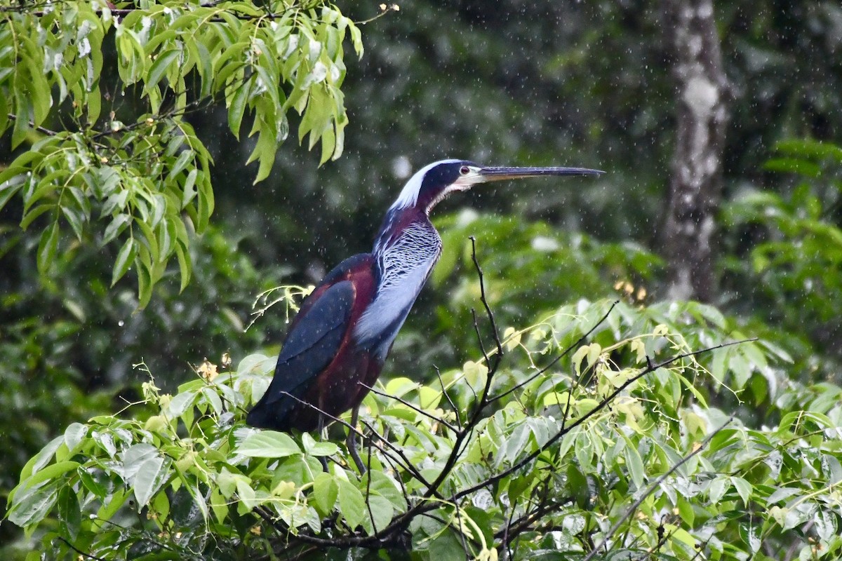 Agami Heron - ML627226723