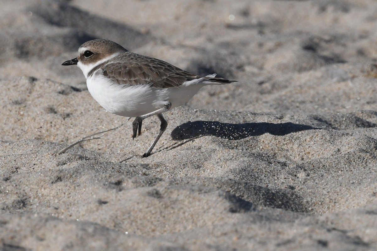 Snowy Plover - ML627226740