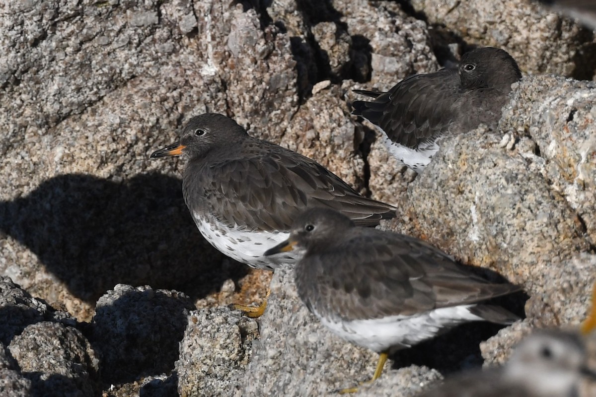 Surfbird - ML627226777