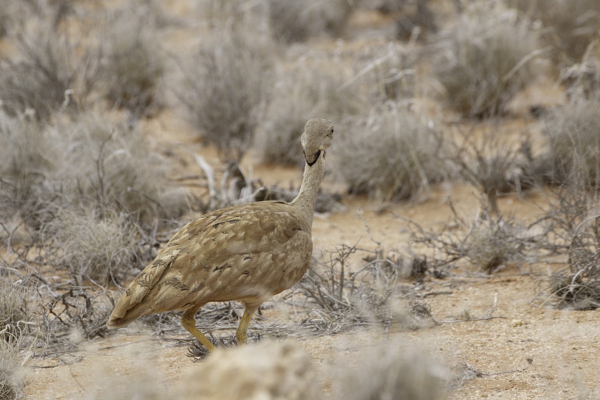 Karoo Bustard - ML627226864