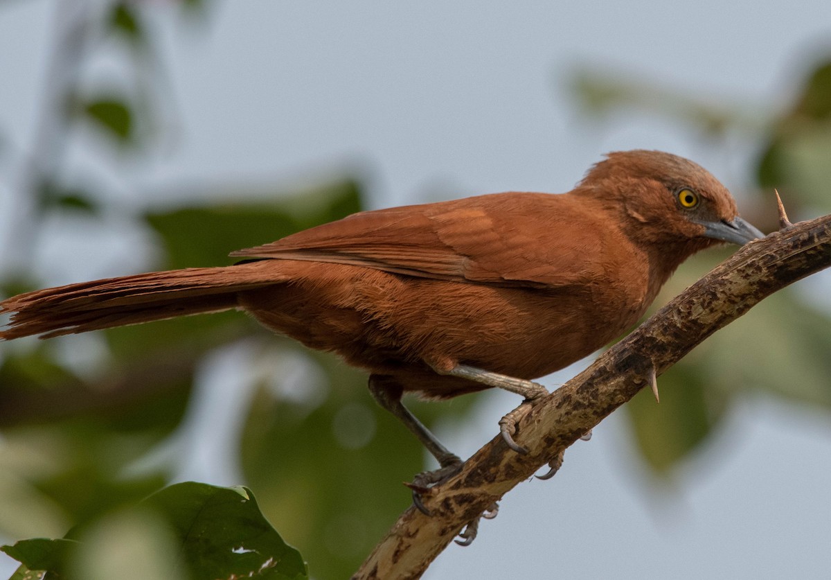 Rufous Cacholote - ML627226913