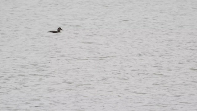 Surf Scoter - ML627226923