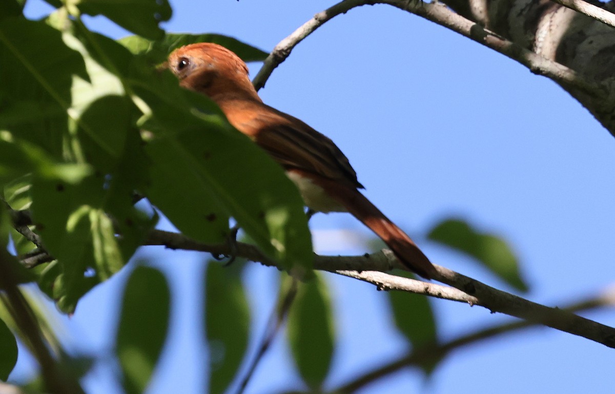 Ash-throated Casiornis - ML627226996