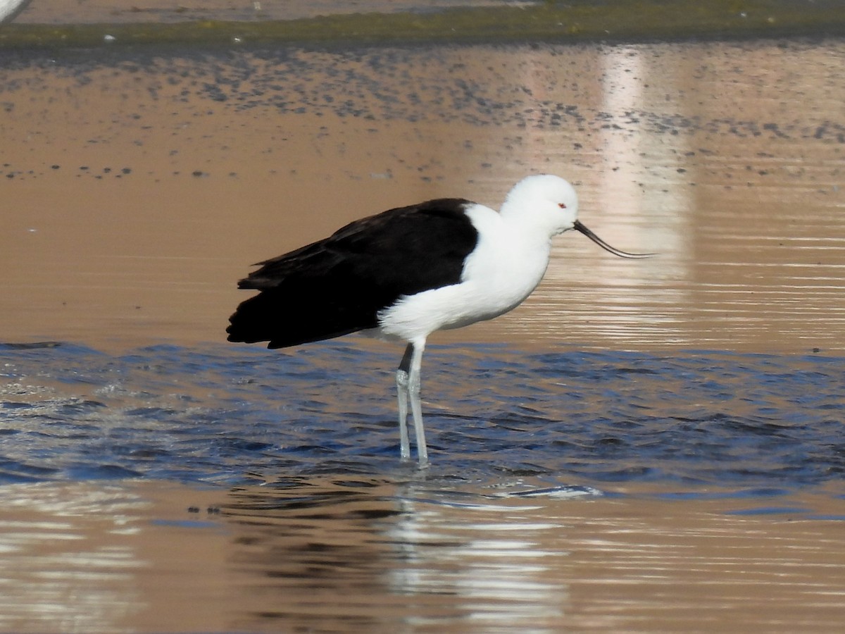 Andean Avocet - ML627227029