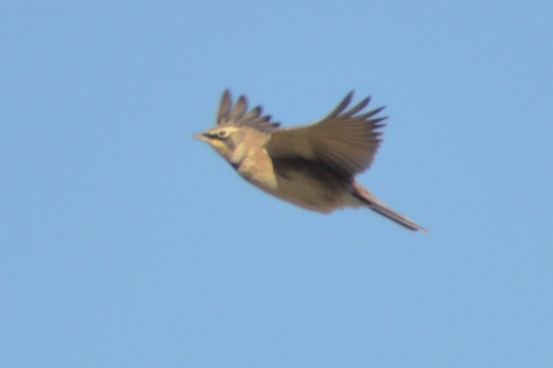 Horned Lark - ML627227186