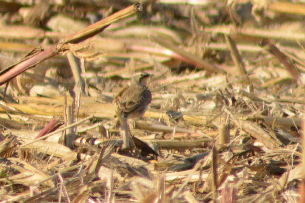 Horned Lark - ML627227188