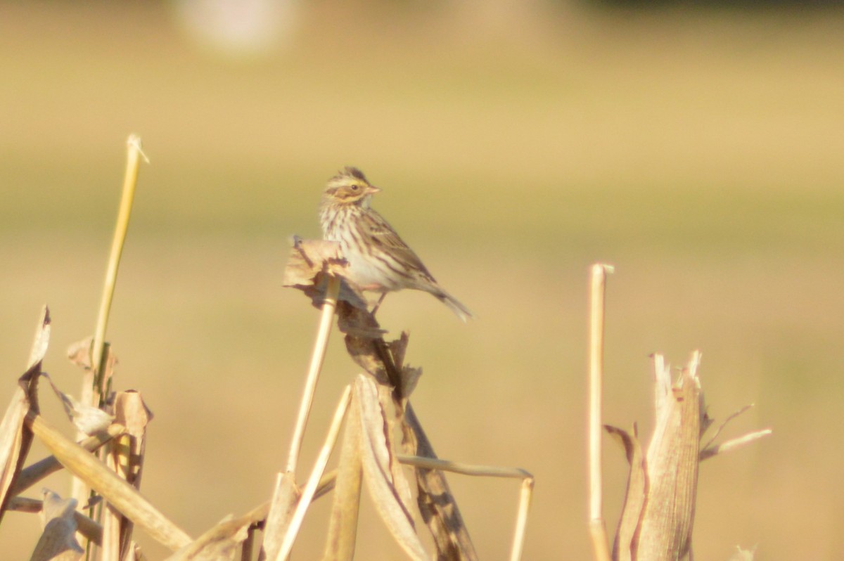 Savannah Sparrow - ML627227203