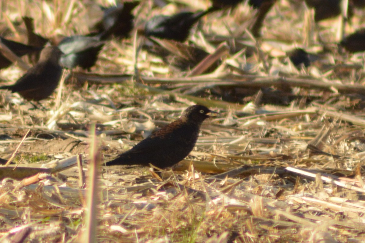 Rusty Blackbird - ML627227217
