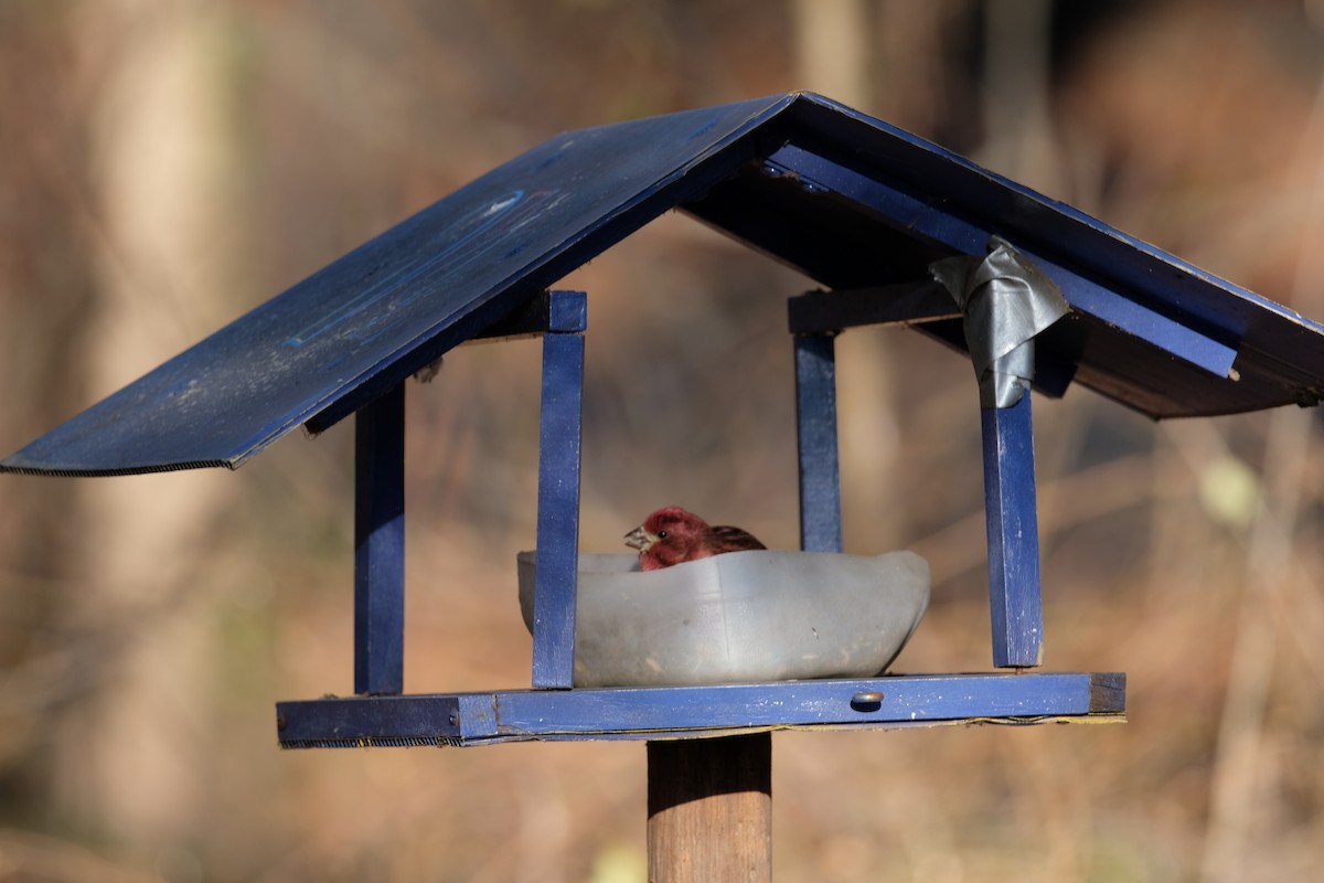 Purple Finch - ML627227340