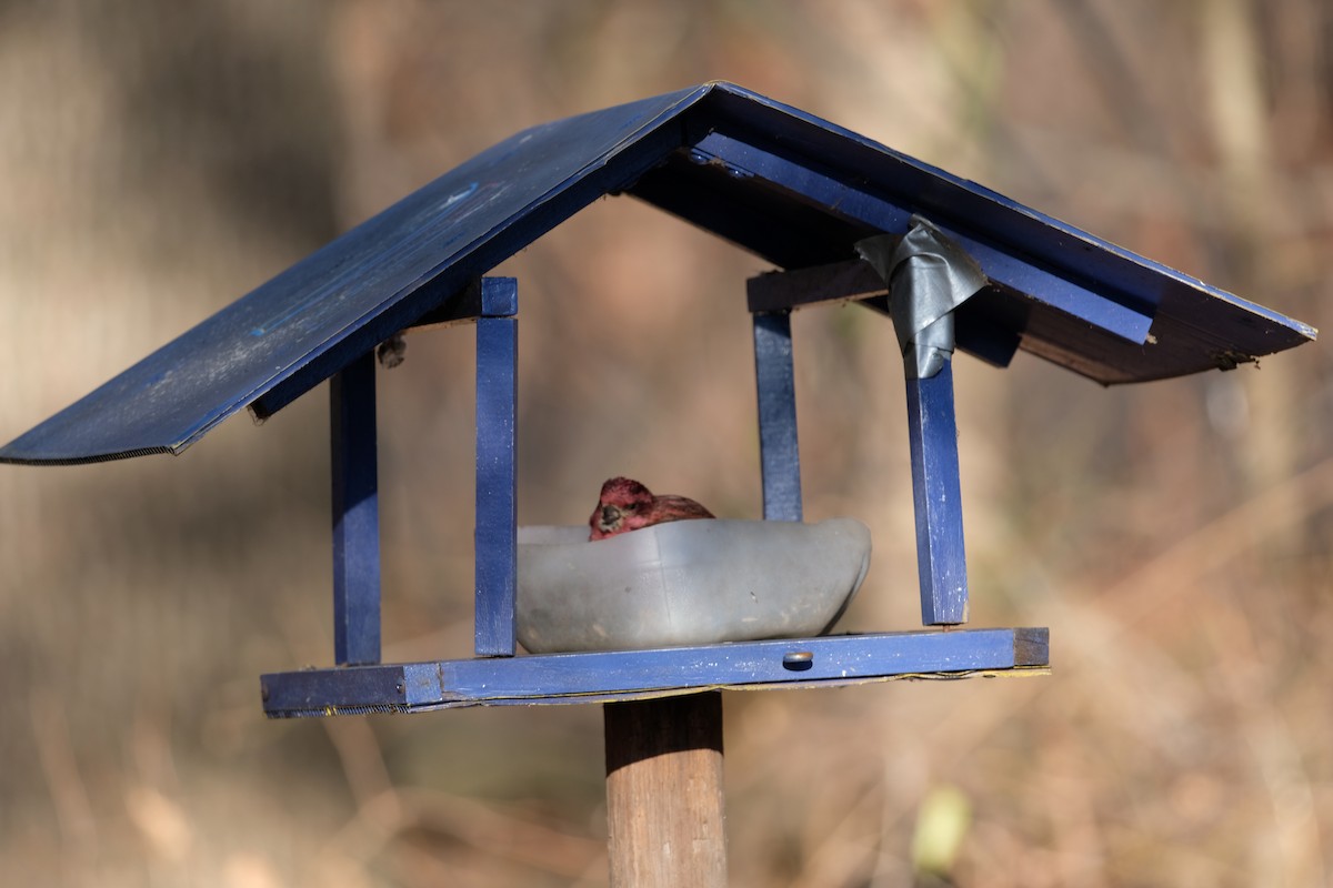 Purple Finch - ML627227341