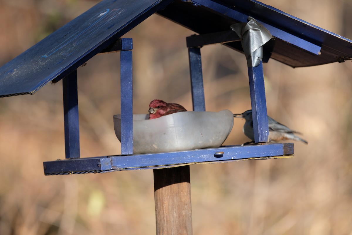 Purple Finch - ML627227342