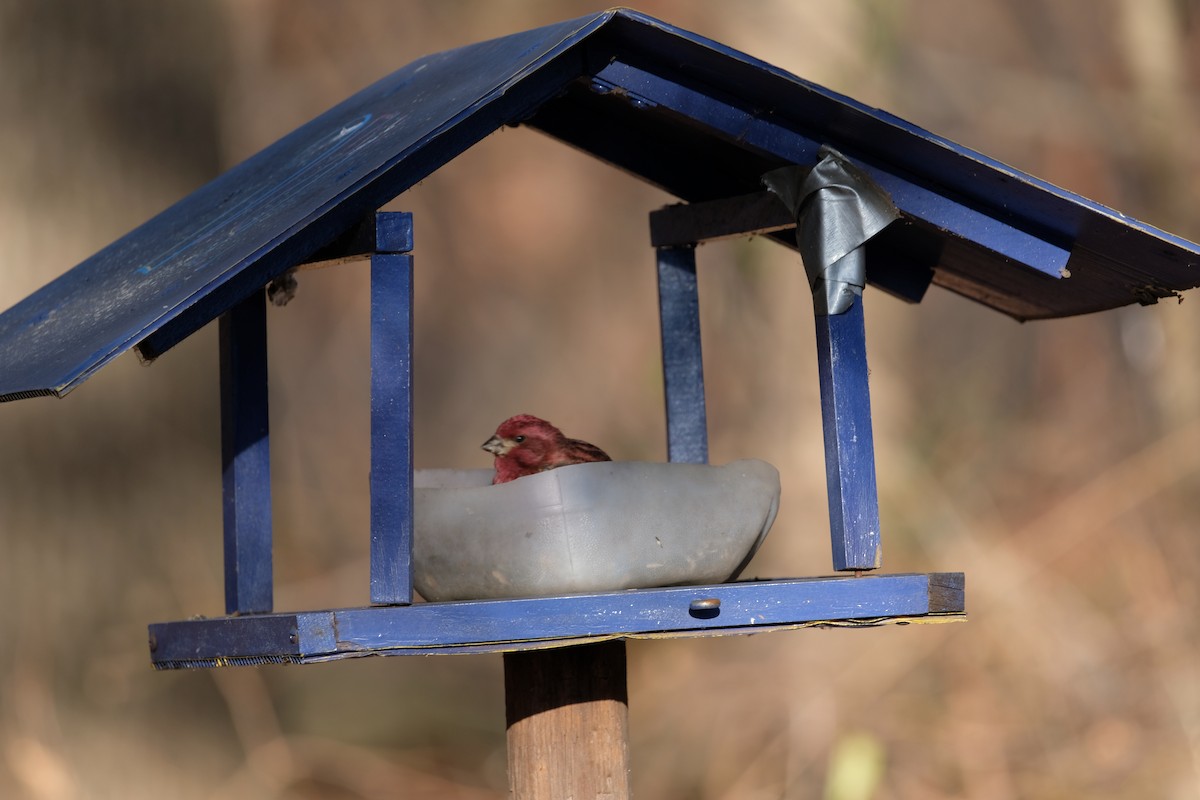 Purple Finch - ML627227343