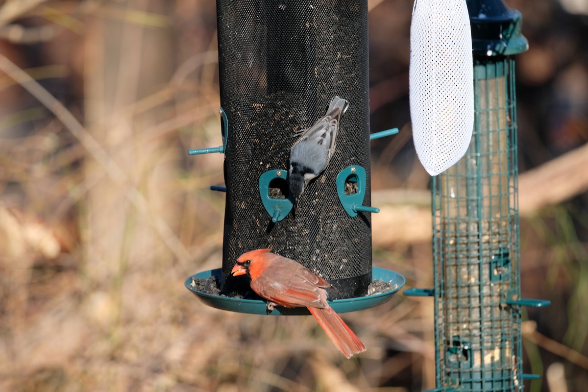 White-breasted Nuthatch - ML627227345