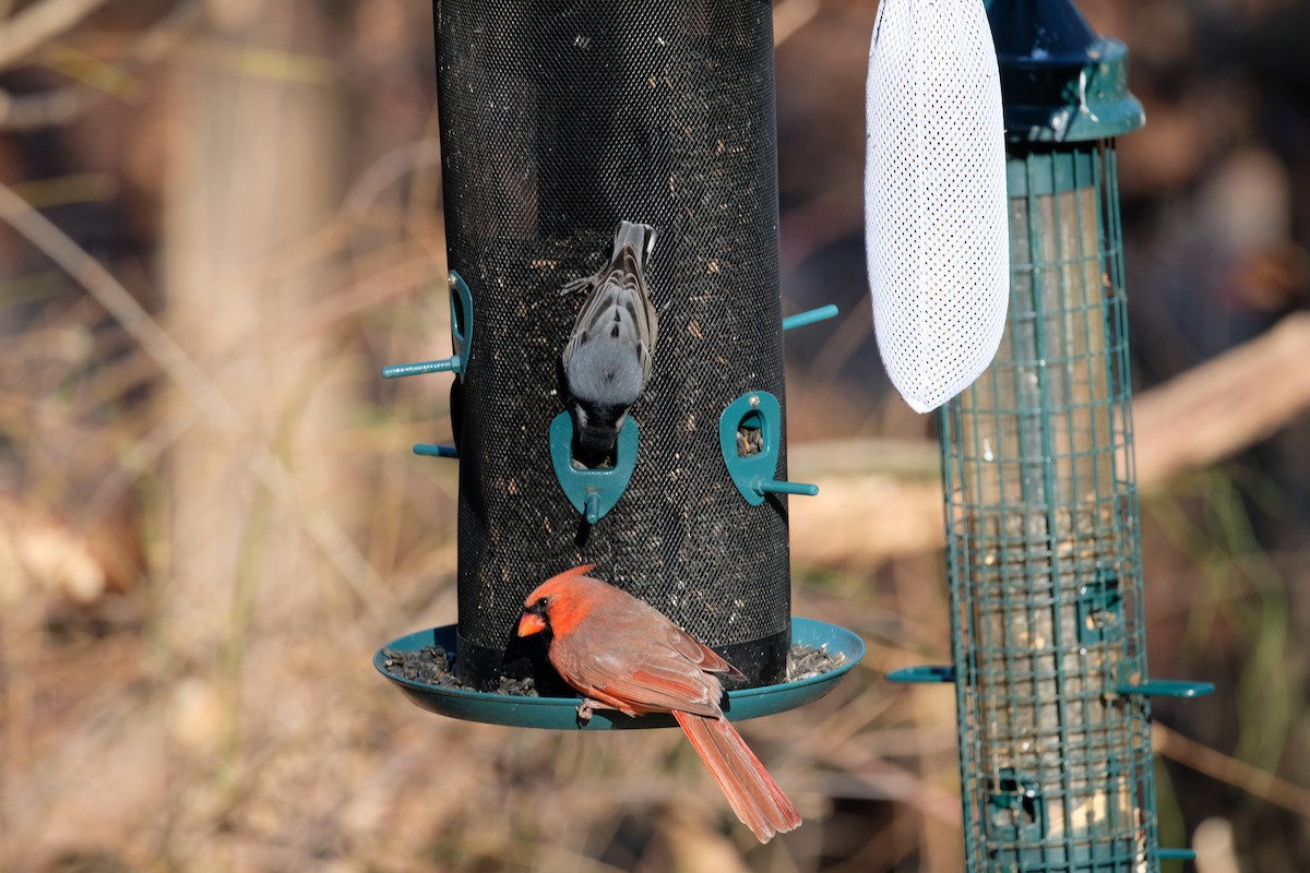 White-breasted Nuthatch - ML627227346