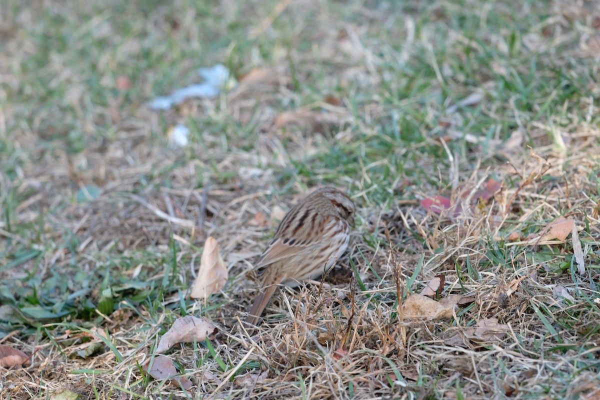 Song Sparrow - ML627227592