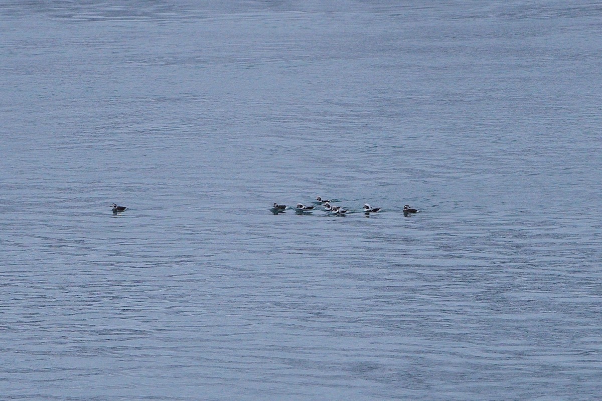 Long-tailed Duck - ML627227642