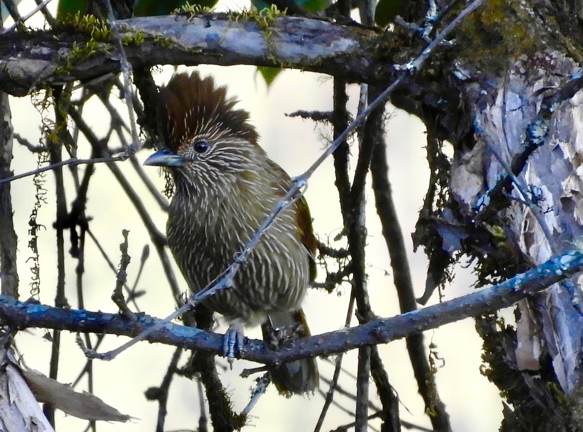Striated Laughingthrush - ML627227904