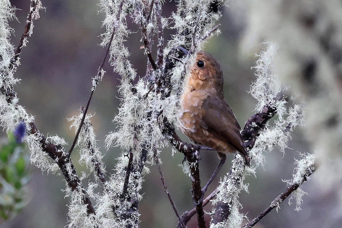 Boyaca Antpitta - ML627227933