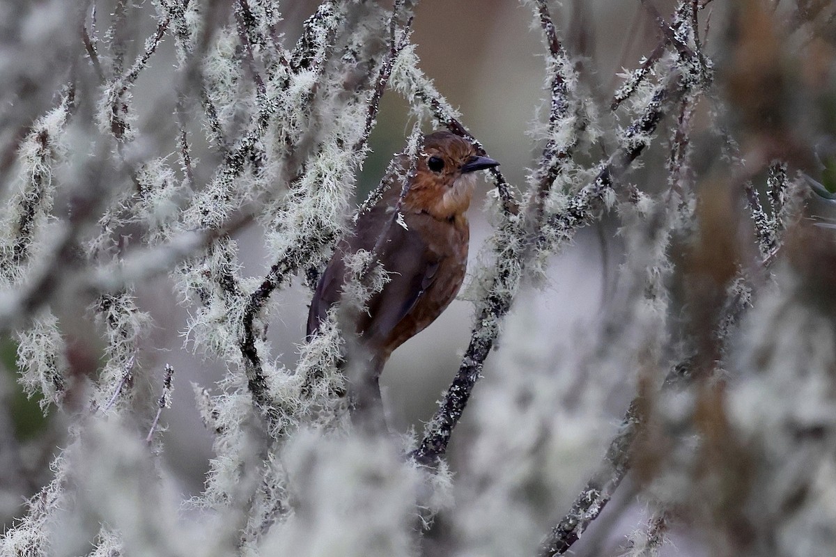 Boyaca Antpitta - ML627227935