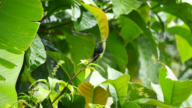 Green-throated Carib - ML627227966