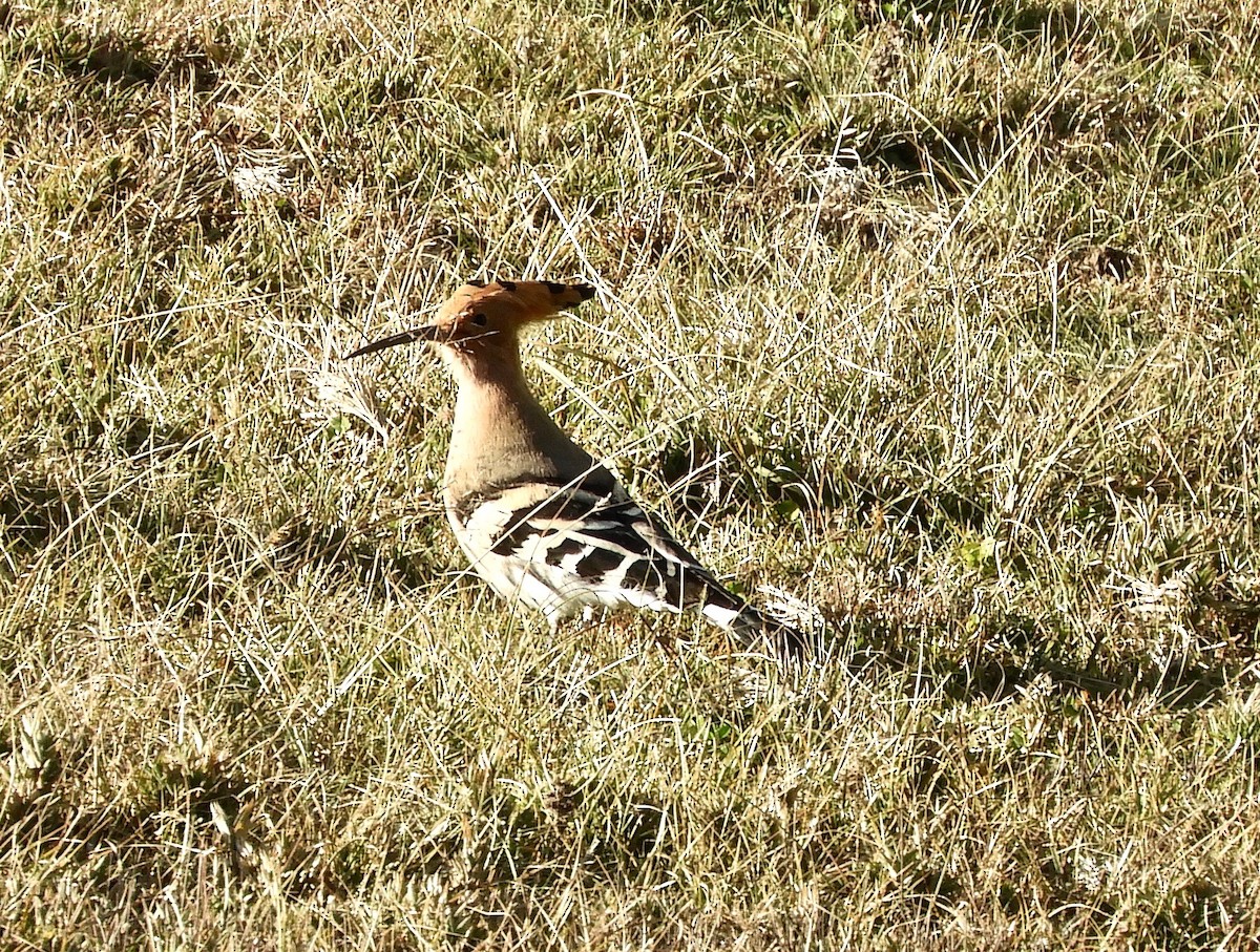 Common Hoopoe - ML627227969