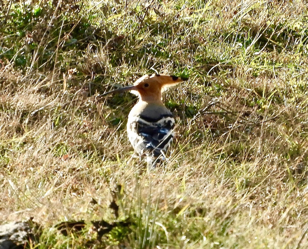 Common Hoopoe - ML627227975