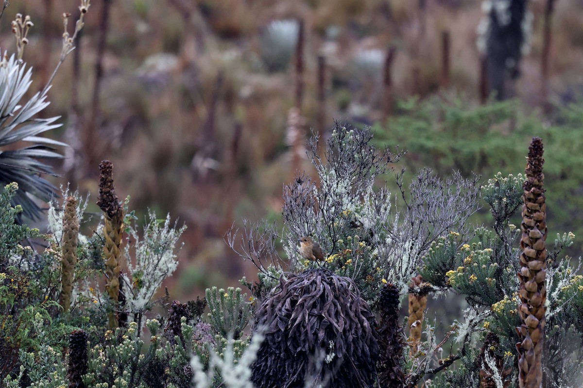 Boyaca Antpitta - ML627227981