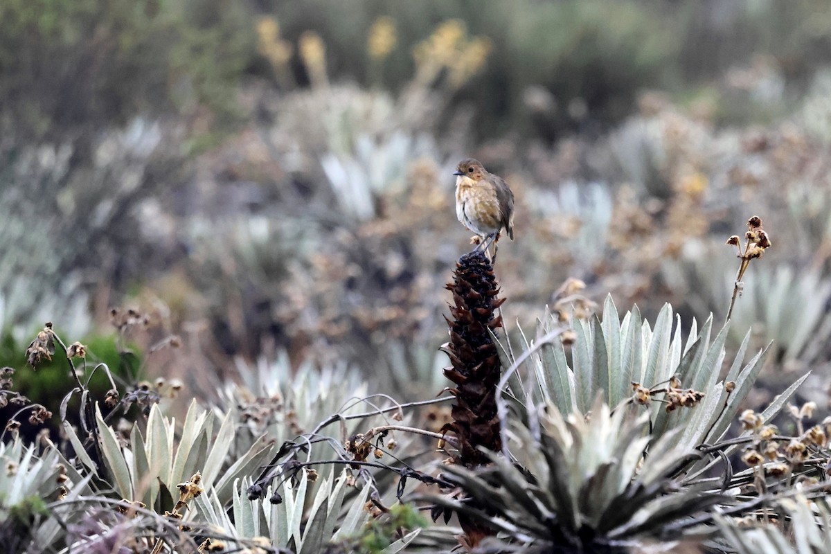 Boyaca Antpitta - ML627227986