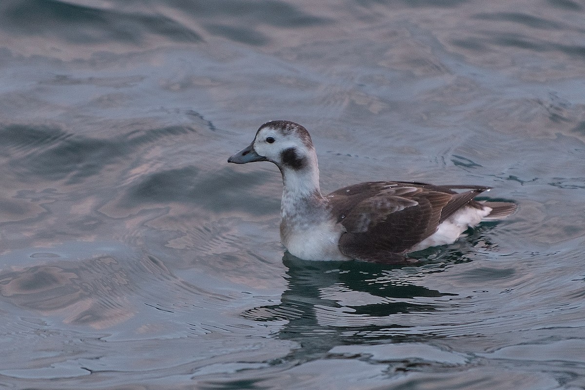 Long-tailed Duck - ML627228074