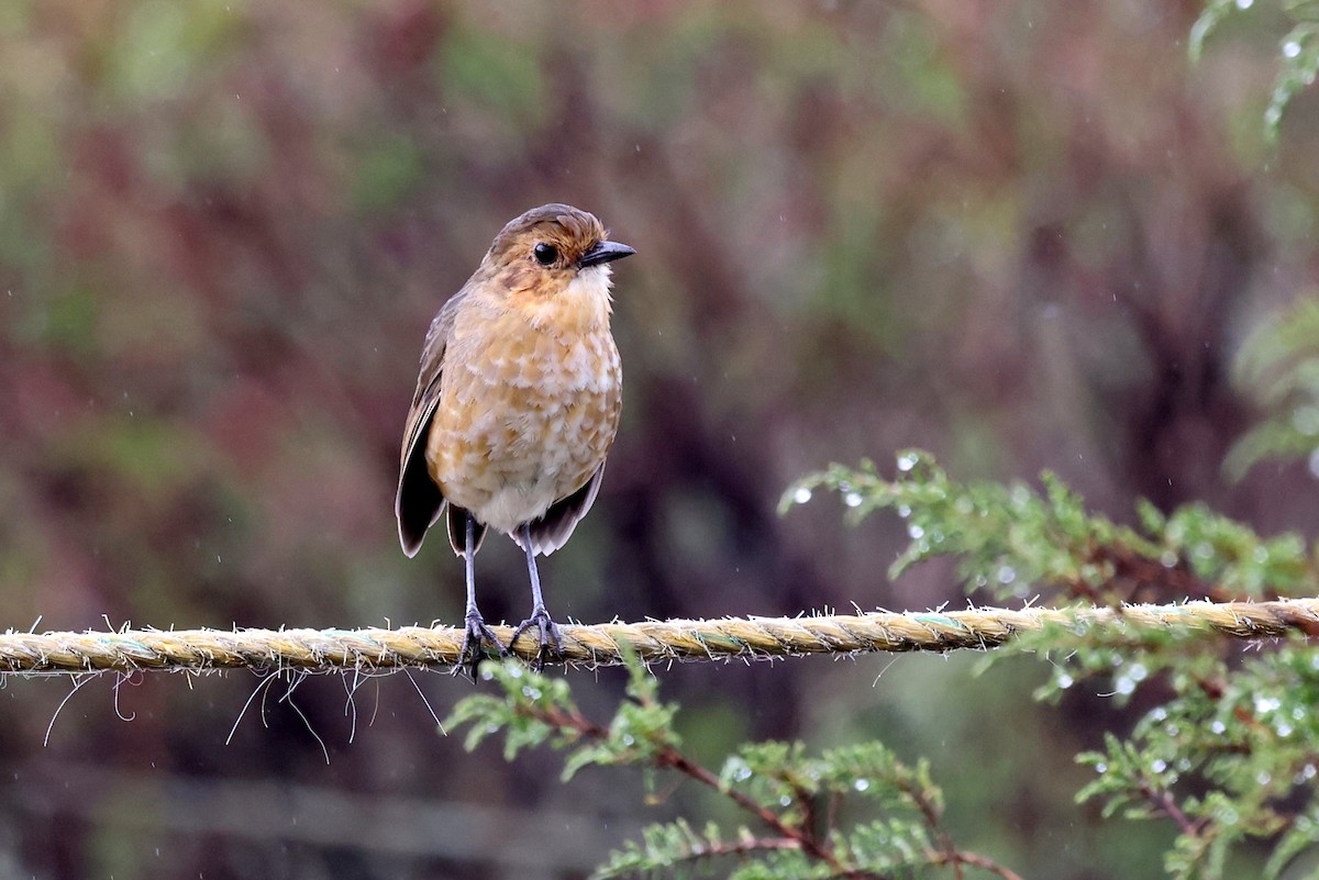 Boyaca Antpitta - ML627228124