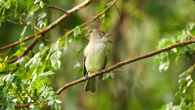 Caribbean Elaenia - ML627228227