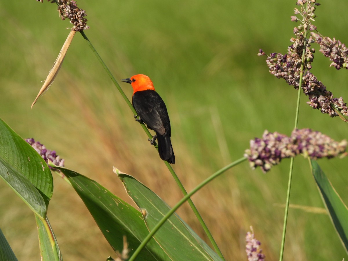 Scarlet-headed Blackbird - ML627228484