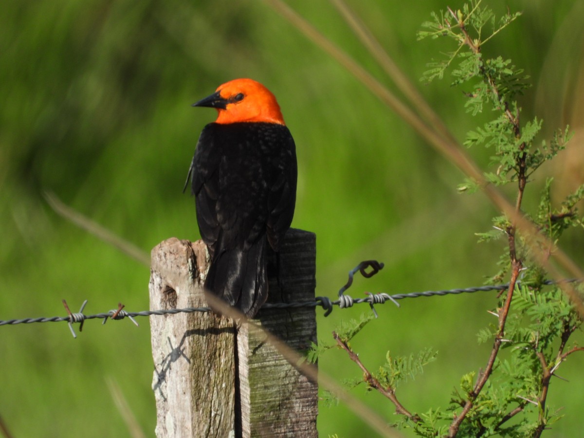 Scarlet-headed Blackbird - ML627228519