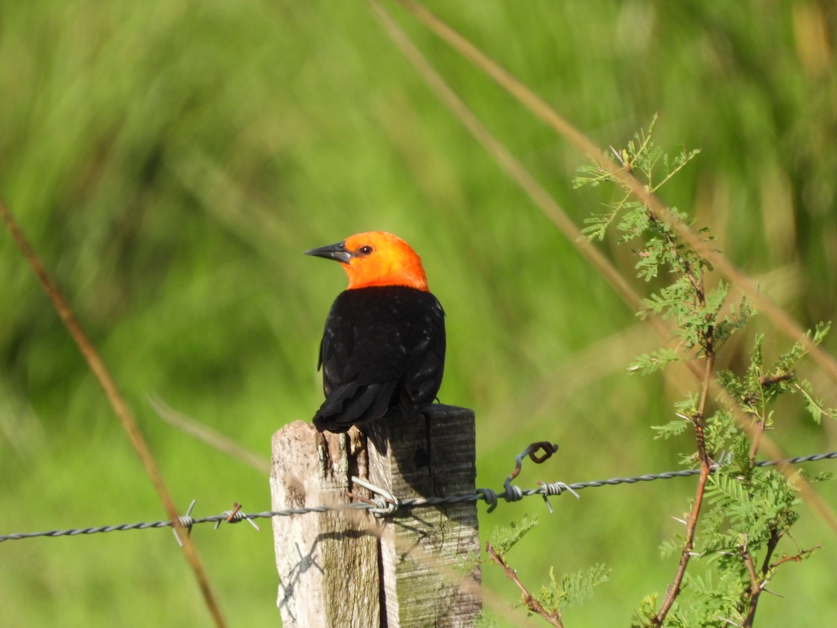 Scarlet-headed Blackbird - ML627228550