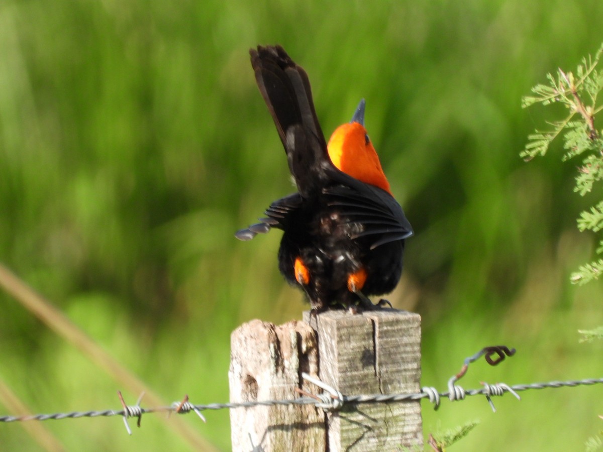 Scarlet-headed Blackbird - ML627228562